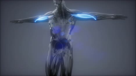 Bíceps---Mapa-De-Anatomía-Muscular-Visible